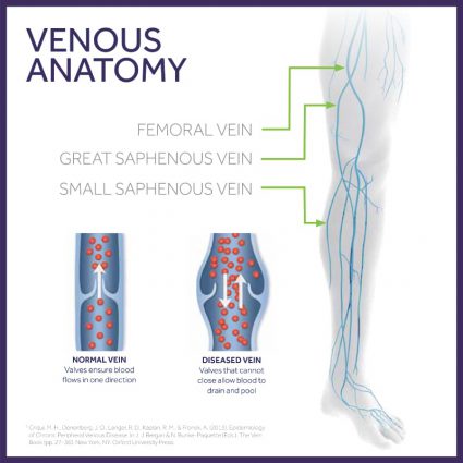 anatomy of veins - Advanced Vein Care